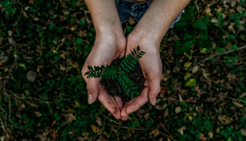 Hands gently holding a small plant with green leaves and soil, symbolizing a company's commitment to sustainability, surrounded by a background of foliage.